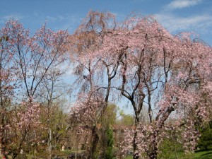 flowering cherry blossom trees. tres lovely