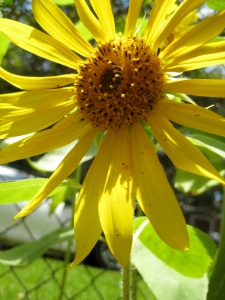 nothing says summer like sunflowers!